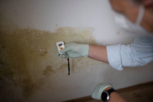 Best Attic Mold Remediation in Port Republic, NJ