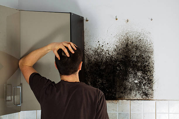 Best Basement Mold Remediation in Port Republic, NJ